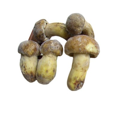 云南牛肝菌批发 挑选冷冻白葱菌牛肝菌现货供应图4