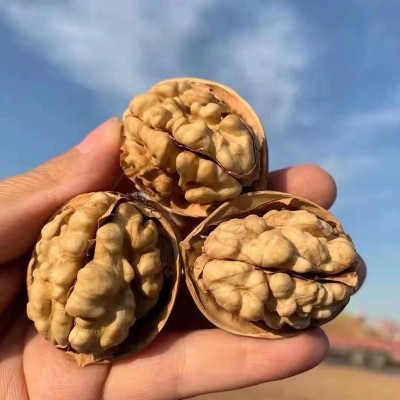 厂家发货大量新疆185纸皮核桃批发坚果干果休闲零食手剥皮特产图2
