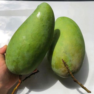 芒果新鲜越南大青芒当季水果青皮芒肉厚核小大芒果现摘水果批发图2