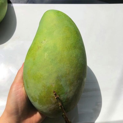 芒果新鲜越南大青芒当季水果青皮芒肉厚核小大芒果现摘水果批发图3