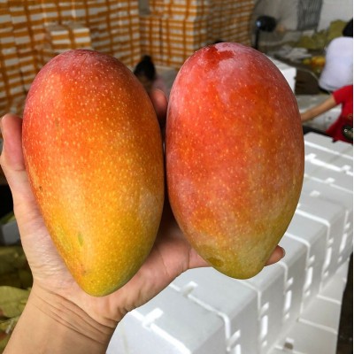 广西贵妃芒新鲜水果芒果当季时令水果红金龙贵妃芒果现摘现发包甜