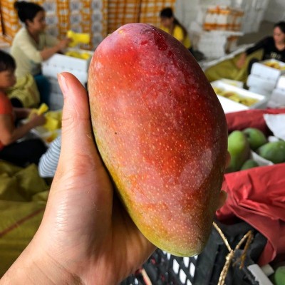 广西贵妃芒新鲜水果芒果当季时令水果红金龙贵妃芒果现摘现发包甜图3