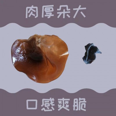 精选木耳批发甘肃农业特产干货干木耳黑木耳包邮500g礼盒装图2