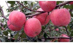苹果着色的决定性因素有哪些？用钾肥好还是磷肥好呢？