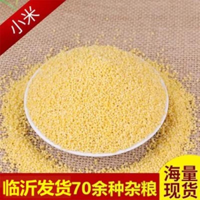 厂家直销优质粮食小米农家自产五谷杂粮批发散装粗粮黄小米