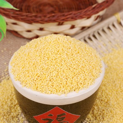 厂家直销优质粮食小米农家自产五谷杂粮批发散装粗粮黄小米图3