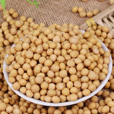 农家新货 烘焙大豆五谷杂粮 黄豆批发 现磨豆浆原料 包装散装