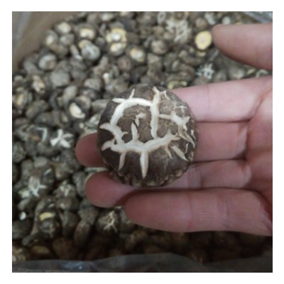 田源【产地直批】古田花菇/白裂花菇/冬菇 精选新货 炖汤佳品 1kg