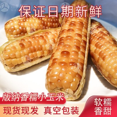 西双版纳香糯小玉米香甜软糯 四季种植 真空即食玉米棒厂家批发