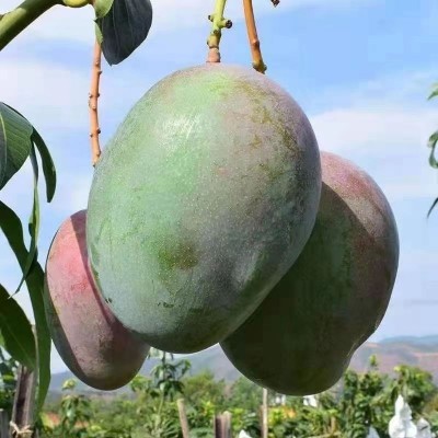 【现货】产地直发四川攀枝花凯特芒果大青芒新鲜水果凯特芒果一件图5