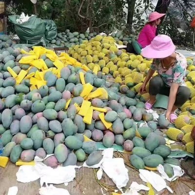【现货】产地直发四川攀枝花凯特芒果大青芒新鲜水果凯特芒果一件图2