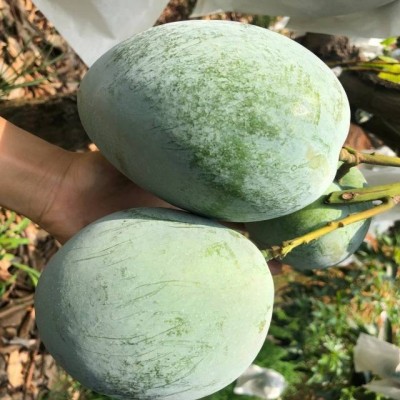 产地直发凯特芒果新鲜大青芒新鲜现摘大果四川青皮凯特一件大发图5
