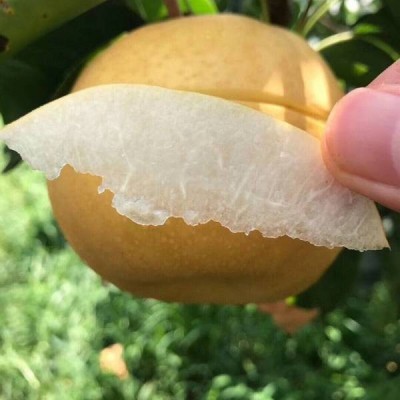 山东丰水梨新鲜大果现摘个大甜脆皮薄多汁水晶梨一件代发图4