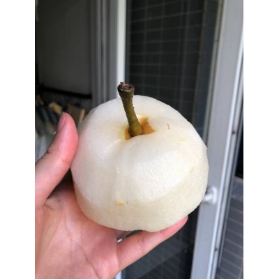 山东丰水梨新鲜大果现摘个大甜脆皮薄多汁水晶梨一件代发图3