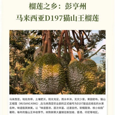 马来西亚猫山王榴莲带壳d197榴莲果肉批发正宗进口水果顺丰包邮图3