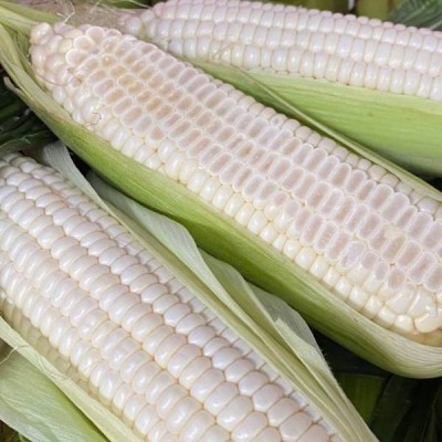 福建冰糖心牛奶玉米生吃即食蔬菜冰糖水果玉米一件代发图2