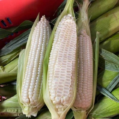 福建冰糖心牛奶玉米生吃即食蔬菜冰糖水果玉米一件代发图5