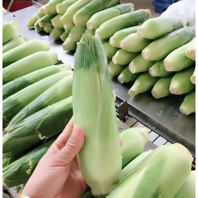 福建冰糖心牛奶玉米生吃即食蔬菜冰糖水果玉米一件代发图3