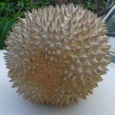 整果D197猫山王榴莲批发液氮冷冻现摘新鲜水果榴莲带壳图3