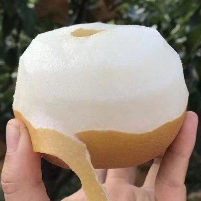 山东莱阳秋月梨整箱装新鲜现摘先发应季水果整箱礼盒装秋月批发图2