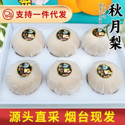 山东莱阳秋月梨整箱装新鲜现摘先发应季水果整箱礼盒装秋月批发图5