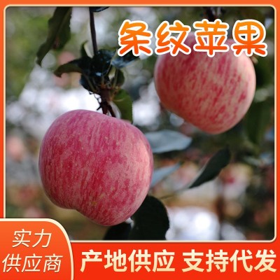果园直采现摘现发烟台条纹红富士苹果新鲜苹果水果红富士苹果批发