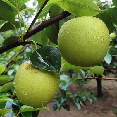 【日销】河北青皇冠 个大饱满清甜脆嫩产地直发