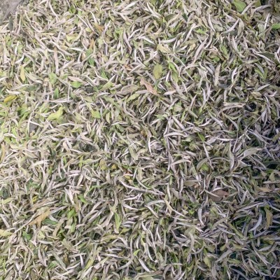 2022年福鼎管阳春茶花香白牡丹高山日晒白茶散茶装500克厂家直供图3