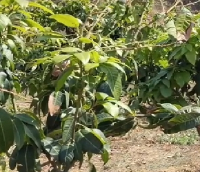 陌农帮农业技术课堂第二十三期——芒果树的修枝整形讲解