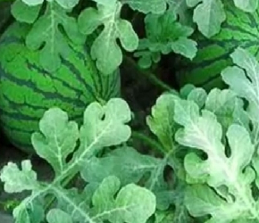 农业种植技术，西瓜怎么种不重茬的方法