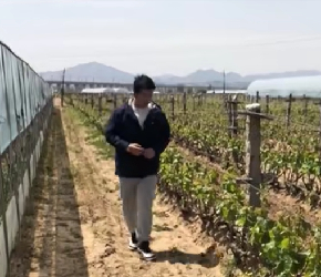 葡萄抹芽正当时！