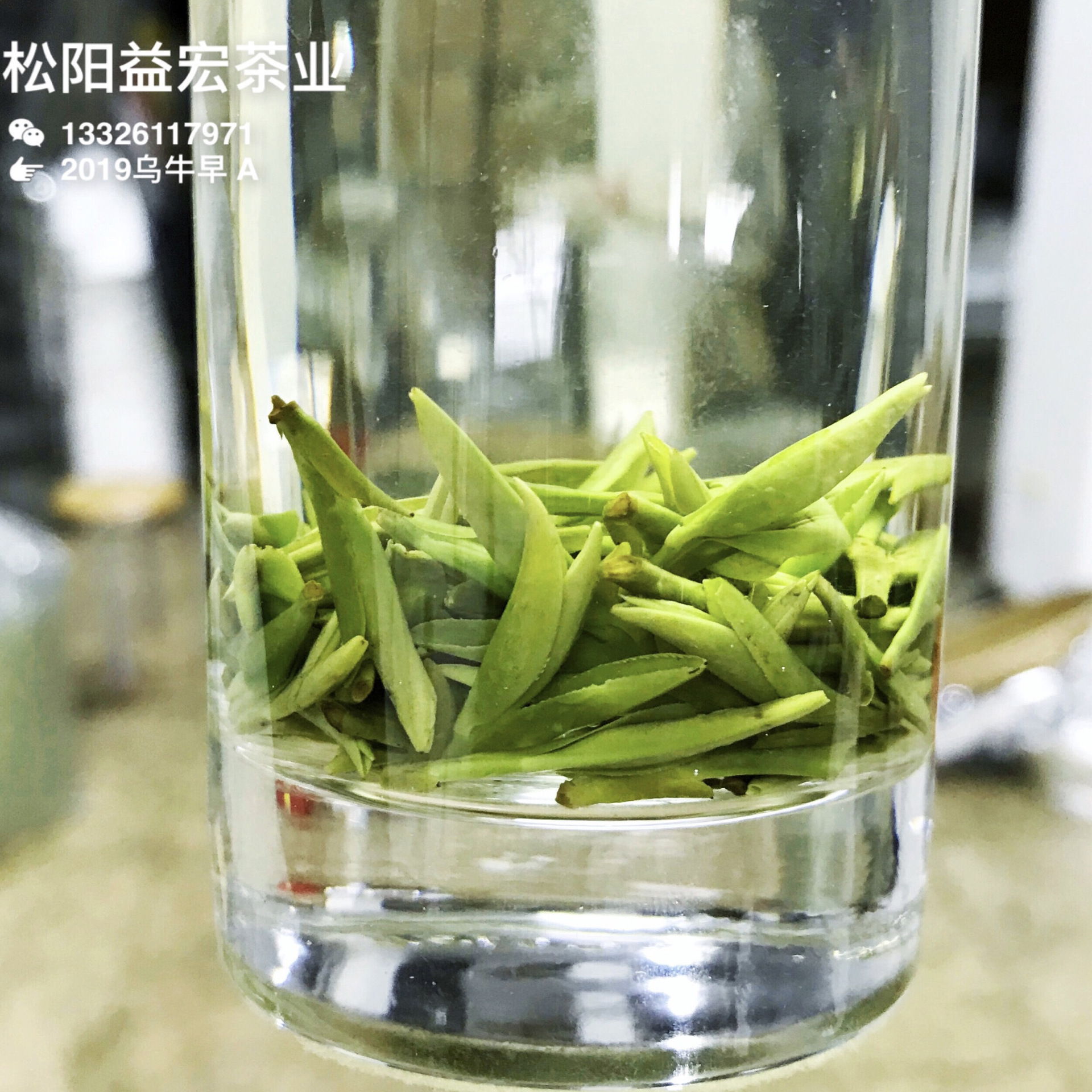 乌牛早420