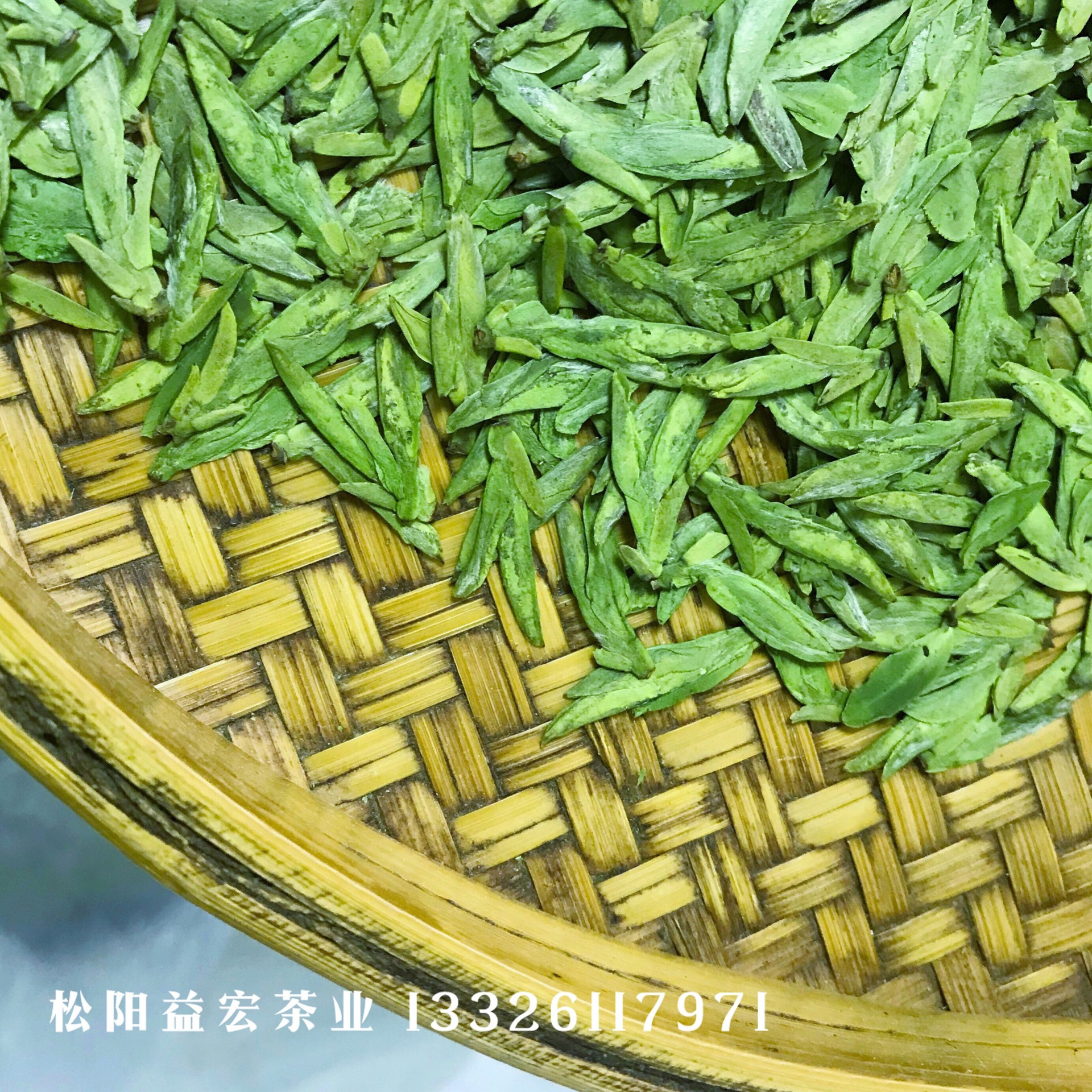 乌牛早420