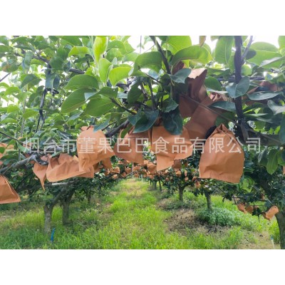 金秋礼秋月梨花好月圆中秋超大多汁甜无渣烟台产地一件代发莱阳梨图2