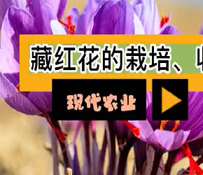 现代农业之——藏红花的栽培、收获与加工（老王讲糖系列视频）