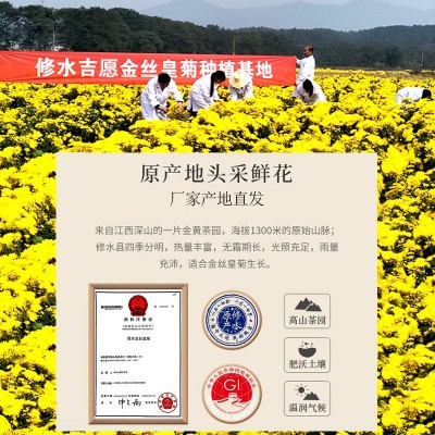 新花泡开7-9cm20朵独立包装一朵一杯大朵铁盒礼盒装金丝皇菊图4