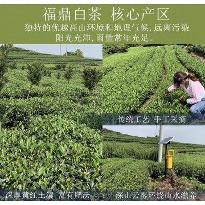 福鼎白茶花香菜茶贡眉茶叶磻溪核心产区头春日晒白牡丹批发图3