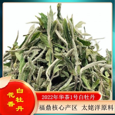 福鼎白茶华茶1号磻溪荒野花香白牡丹 小菜茶老土茶太姥洋产区批发