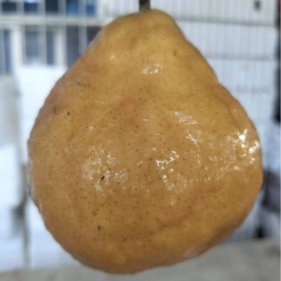 山东莱阳中华丑梨软糯香甜5斤大头啤梨皮薄多汁太婆梨支持代发图2
