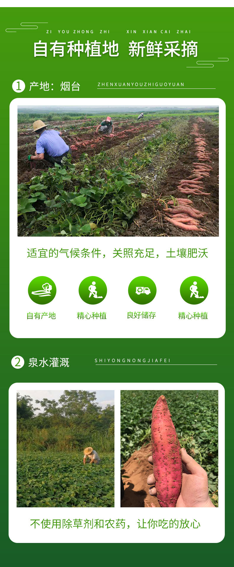 上海青详情_05