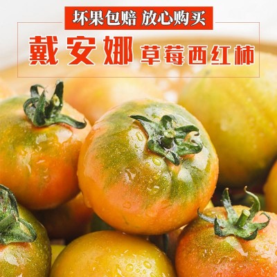 康然水果生鲜批发代发戴安娜草莓西红柿番茄洋柿子生吃西红柿5斤