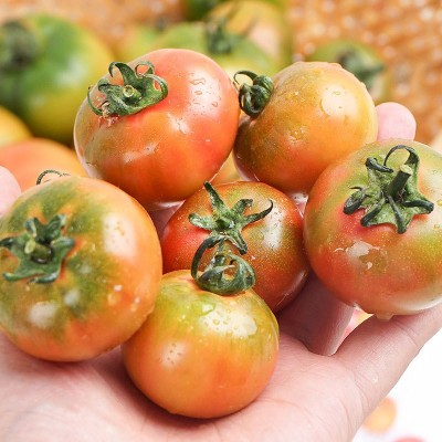 康然水果生鲜批发戴安娜草莓西红柿番茄洋柿子生吃西红柿2.5斤装图3