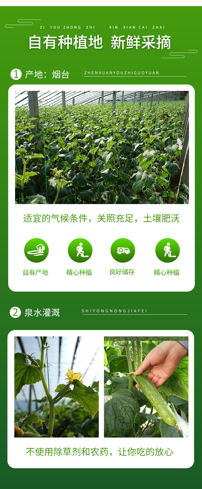 上海青详情_07
