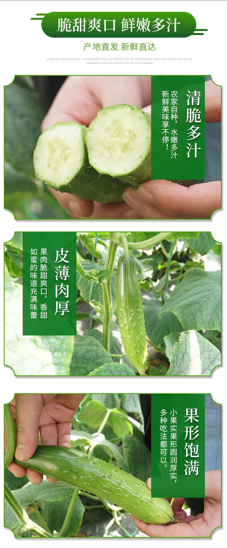 上海青详情_08