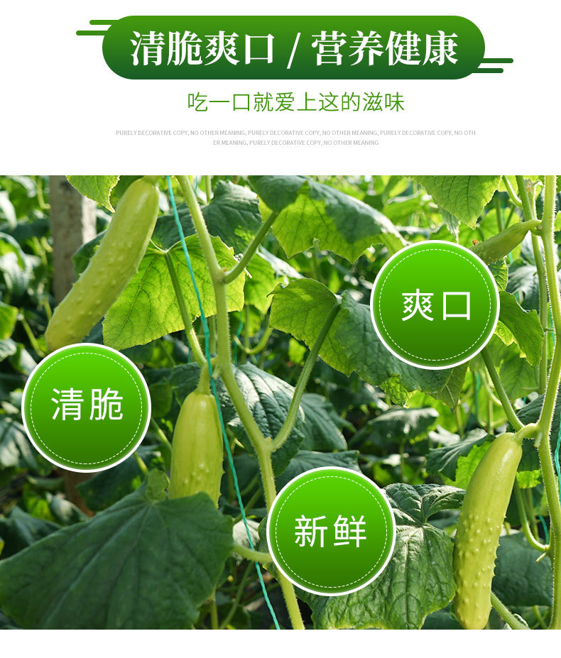 上海青详情_06