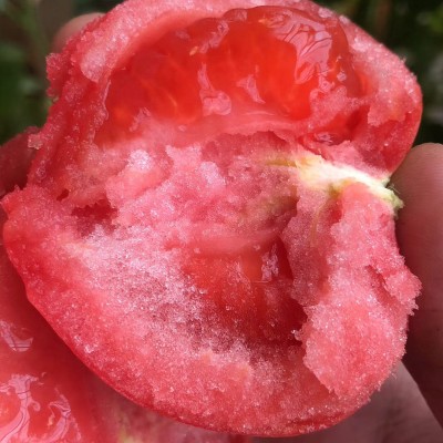 海阳普罗旺斯西红柿 现摘沙瓤毛粉番茄 新鲜水果蔬菜大番 茄西红柿图4