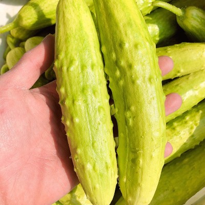 普罗旺斯西红柿+海阳白玉黄瓜组合双拼现摘新鲜蔬菜净重共4.5-5斤图4