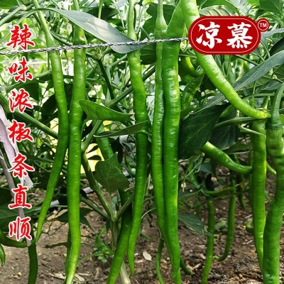 新鲜青辣椒青线椒薄皮辣椒尖椒二荆条辣椒5斤现摘蔬菜辣椒长线椒图4