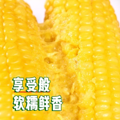 东北黄玉米棒整箱8根220克粗粮香甜软糯真空独立包装电商代发玉米图2