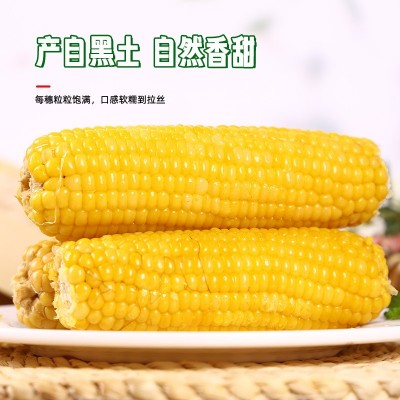 东北黄玉米棒整箱8根220克粗粮香甜软糯真空独立包装电商代发玉米图4
